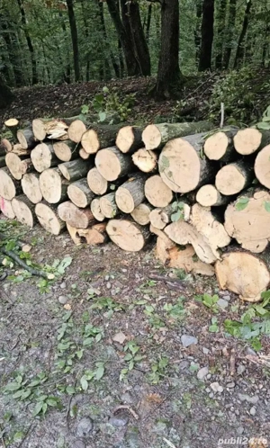 vand lemne de foc esenta tare 230 ron metru