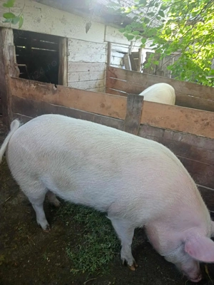 Porc de vânzare - imagine 2