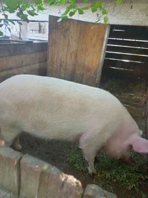 Porc de vânzare - imagine 3