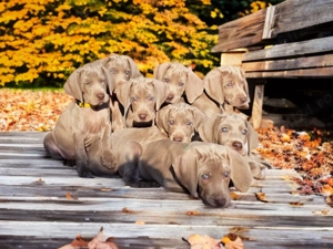 Vand pui weimaraner - imagine 3