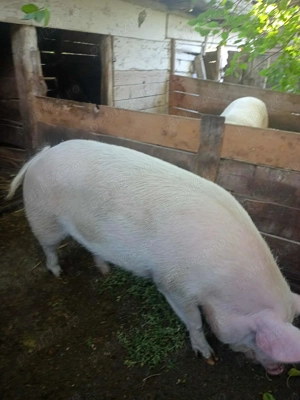 Porc de vânzare - imagine 4