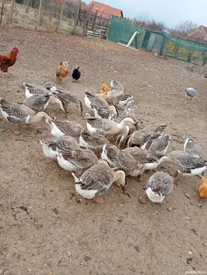 Gâște americane de vânzare 