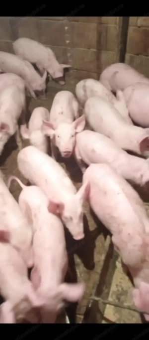 Purcei de vânzare landrace 20 de bucăți la 350 bucata