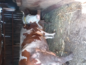 vaca de vanzare - imagine 5