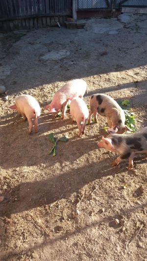 vand purcei stoina gorj - imagine 3