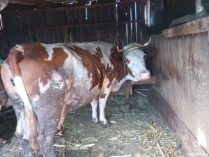 vaca de vanzare - imagine 3