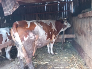 vaca de vanzare - imagine 4