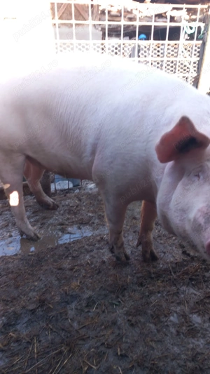 vand purcei stoina gorj