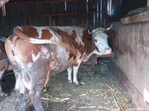vaca de vanzare - imagine 2
