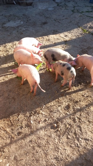 vand purcei stoina gorj - imagine 2