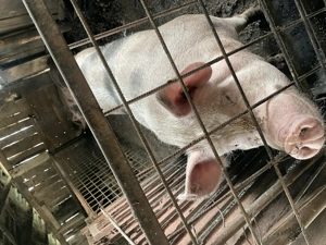 Vând pentru Crăciun  - imagine 5