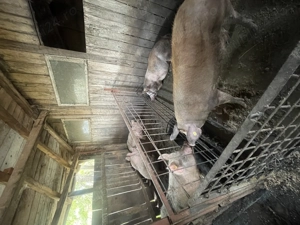 Vând pentru Crăciun  - imagine 3