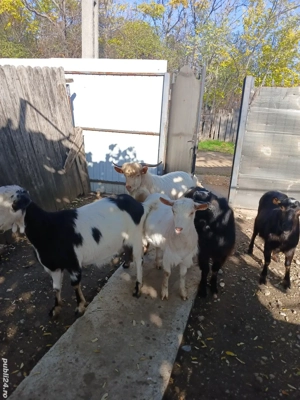 vând doi țapi și o iadă