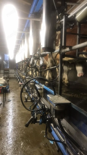   Angajez muncitor la ferma de vaci in Austria      