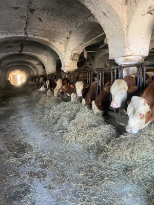   Angajez muncitor la ferma de vaci in Austria       - imagine 4