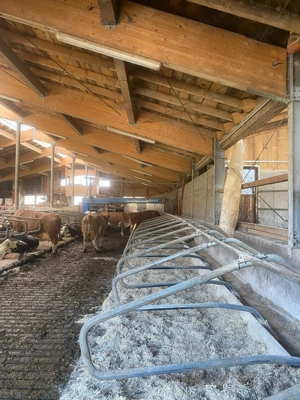   Angajez muncitor la ferma de vaci in Austria       - imagine 3