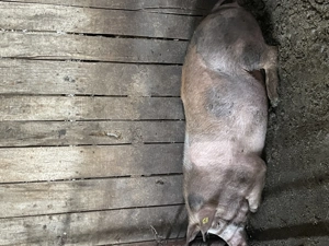 Vând pentru Crăciun 