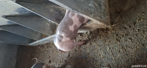 purcei pietran rasă  - imagine 2