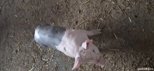 purcei pietran rasă  - imagine 3