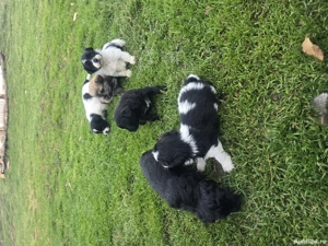 Pui de Shihtzu - imagine 3