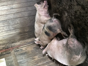 Vând pentru Crăciun  - imagine 2