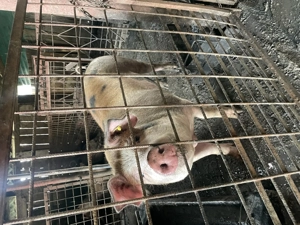 Vând pentru Crăciun  - imagine 4