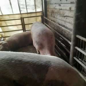 Porci de vanzare  - imagine 2