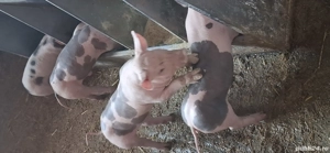 purcei pietran rasă  - imagine 4