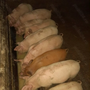 Purcei de vanzare - imagine 3