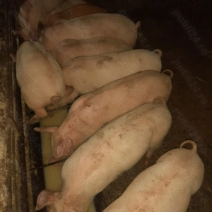 Purcei de vanzare - imagine 2