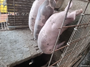 Porcii de vânzarea  - imagine 2