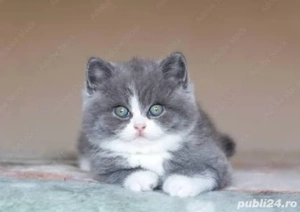 British shorthair puiuti  - imagine 2