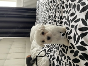 Bichon maltez mini toy - imagine 2