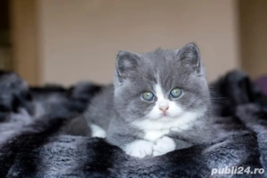 British shorthair puiuti  - imagine 3