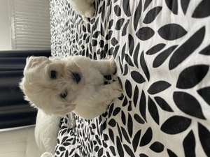 Bichon maltez mini toy