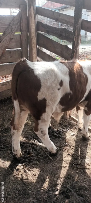 Vând 2 taurasi super