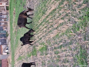 de vanzare  capre cu 2 iede si 1 tap