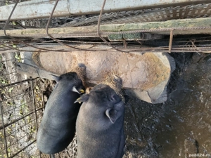 vand purcea pt rotisor 