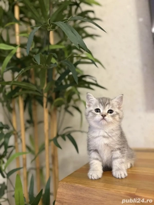 British shorthair baietei si fetite - imagine 2