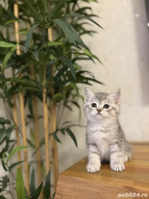British shorthair baietei si fetite - imagine 3