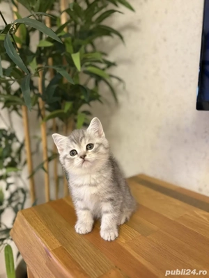 British shorthair baietei si fetite - imagine 4