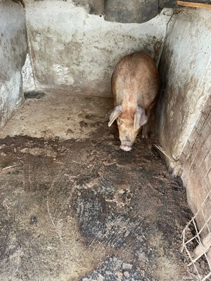 Purcea Duroc - imagine 5