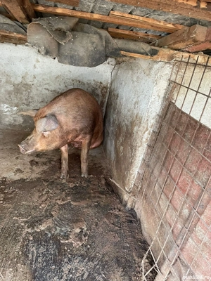 Purcea Duroc - imagine 4