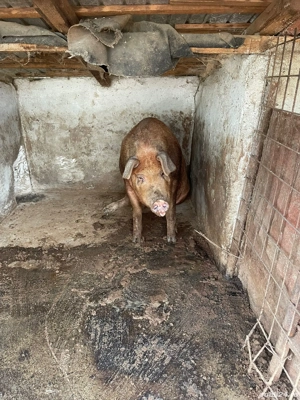 Purcea Duroc - imagine 3