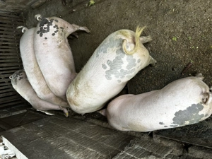 Vand porci rasa marele alb - imagine 2