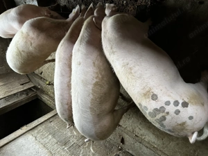 Vand porci rasa marele alb