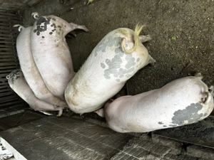 Vand porci rasa marele alb - imagine 4