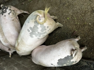 Vand porci rasa marele alb - imagine 3