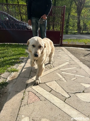 Golden Retriver  - imagine 4