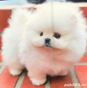 pomeranian ursulet mini toy - imagine 4